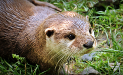 loutre.png